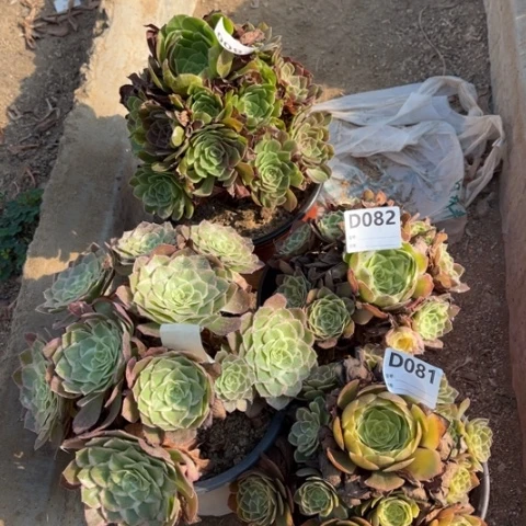 多肉植物花妖水蜜桃四个