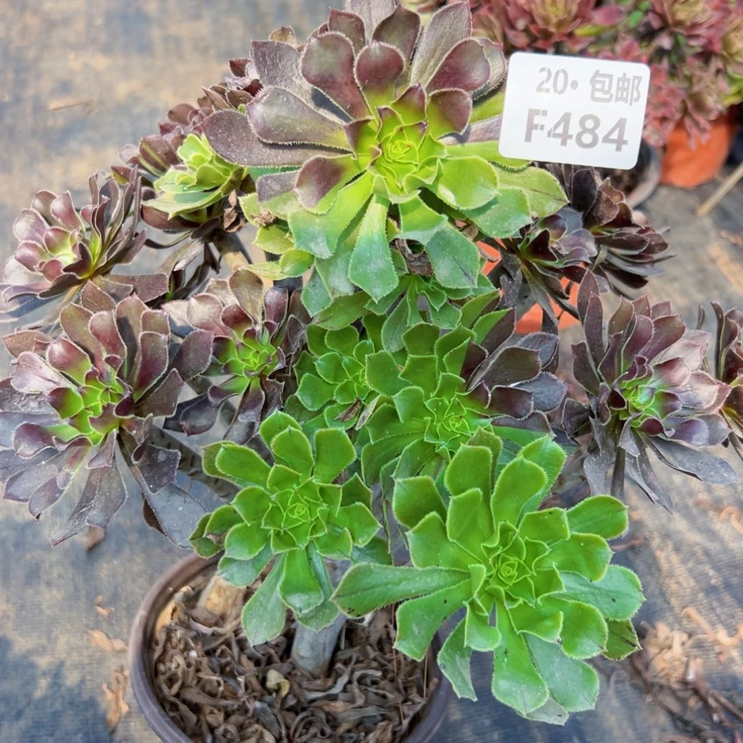 番***酱484灰发，多肉法师