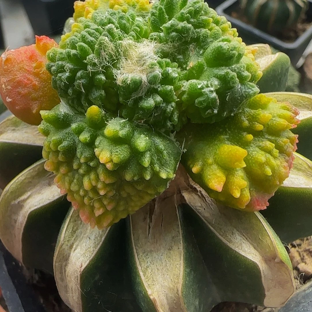 哥怒锦374仙人球开花