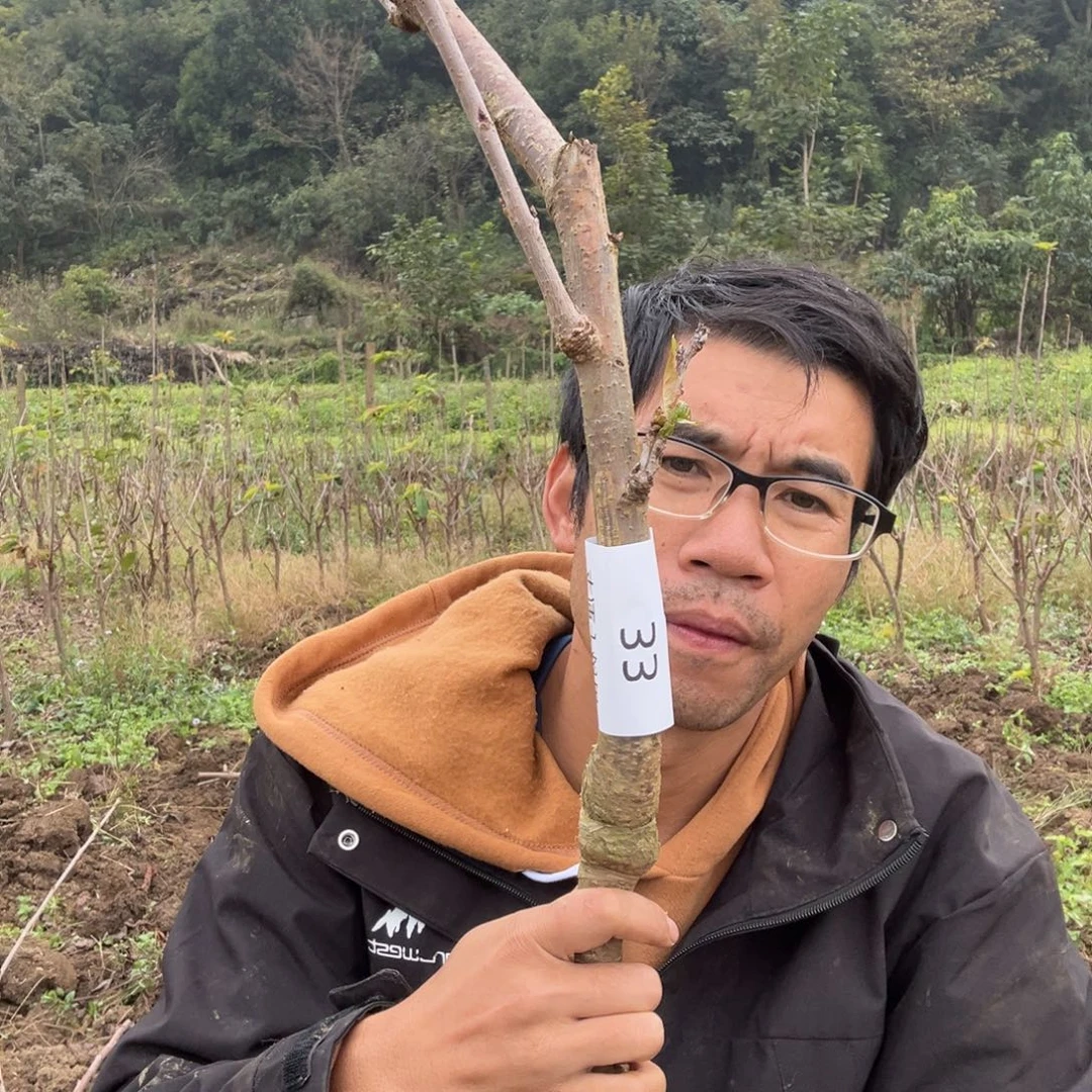 当前无花栽培后可以开花33
