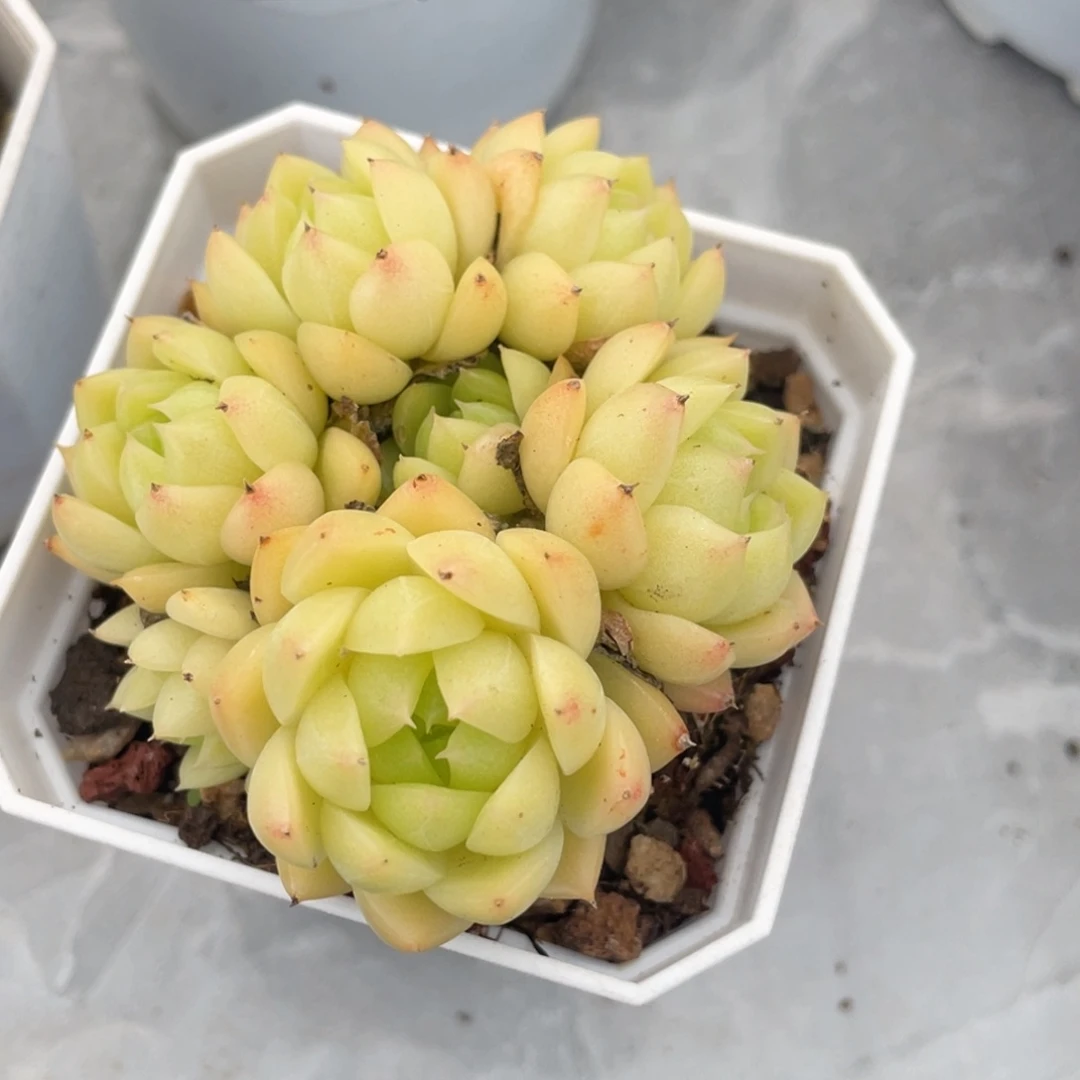 黄色包子麦秆小群