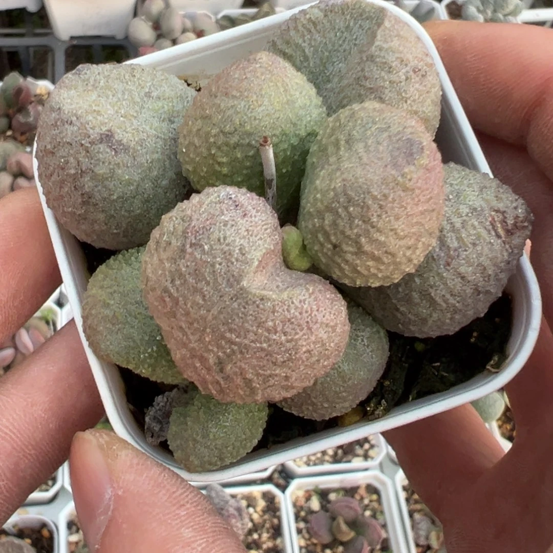 水蜜桃水泡多肉植物水泡