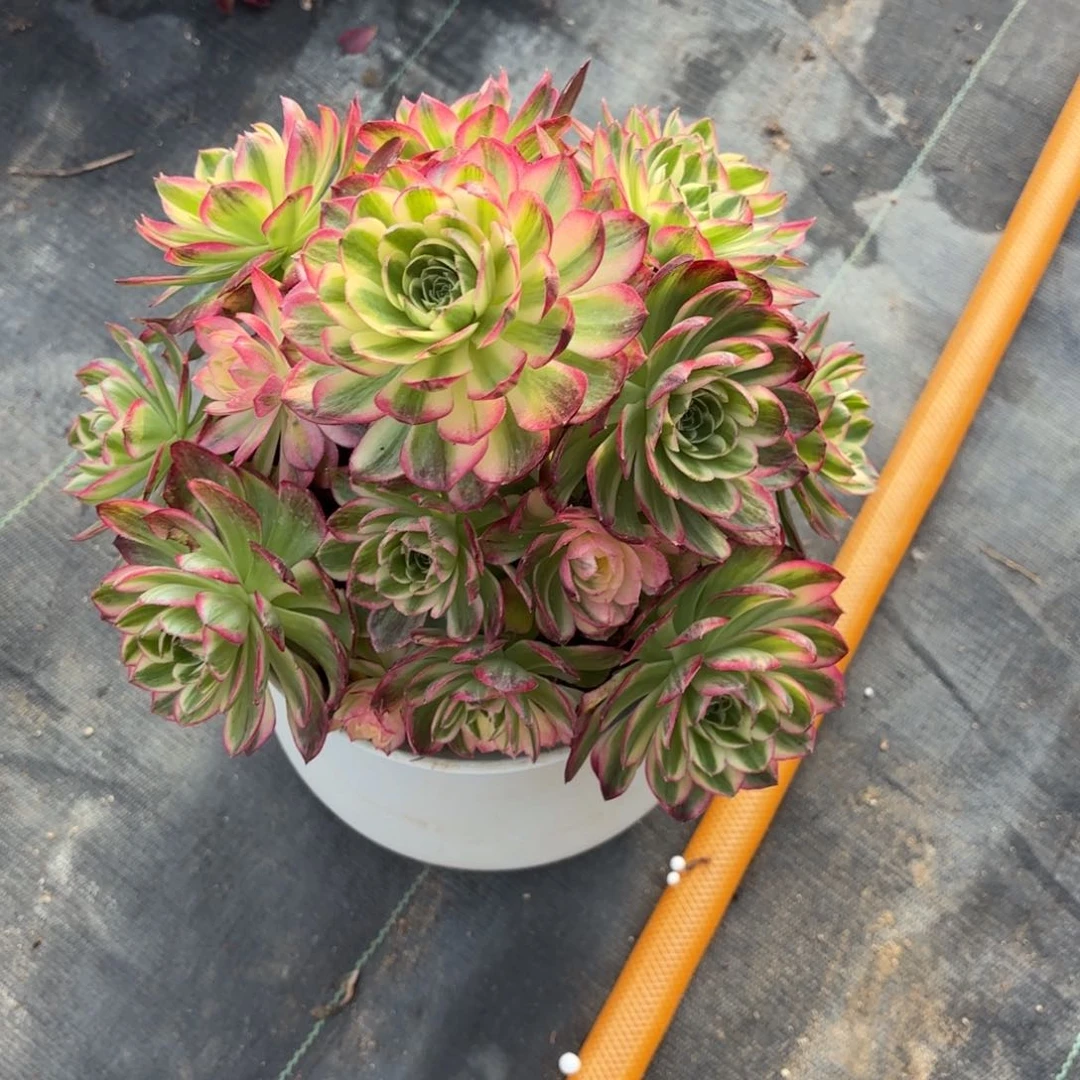 花好月又圆202509