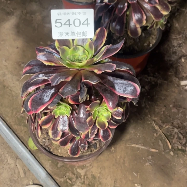 5404欧嘉莉的人多肉的