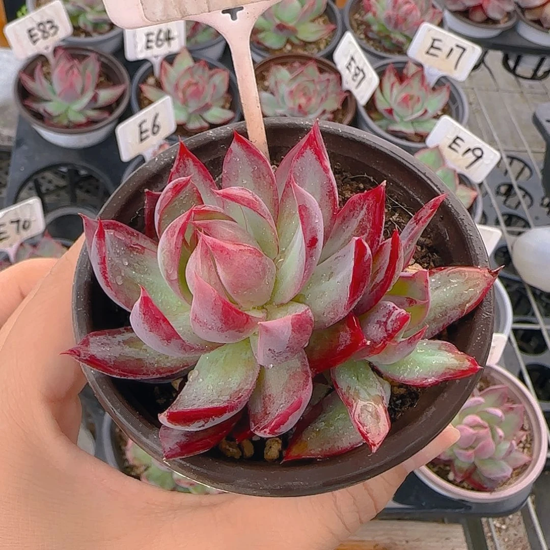 曦*洋E67 惊鸿仙子多肉