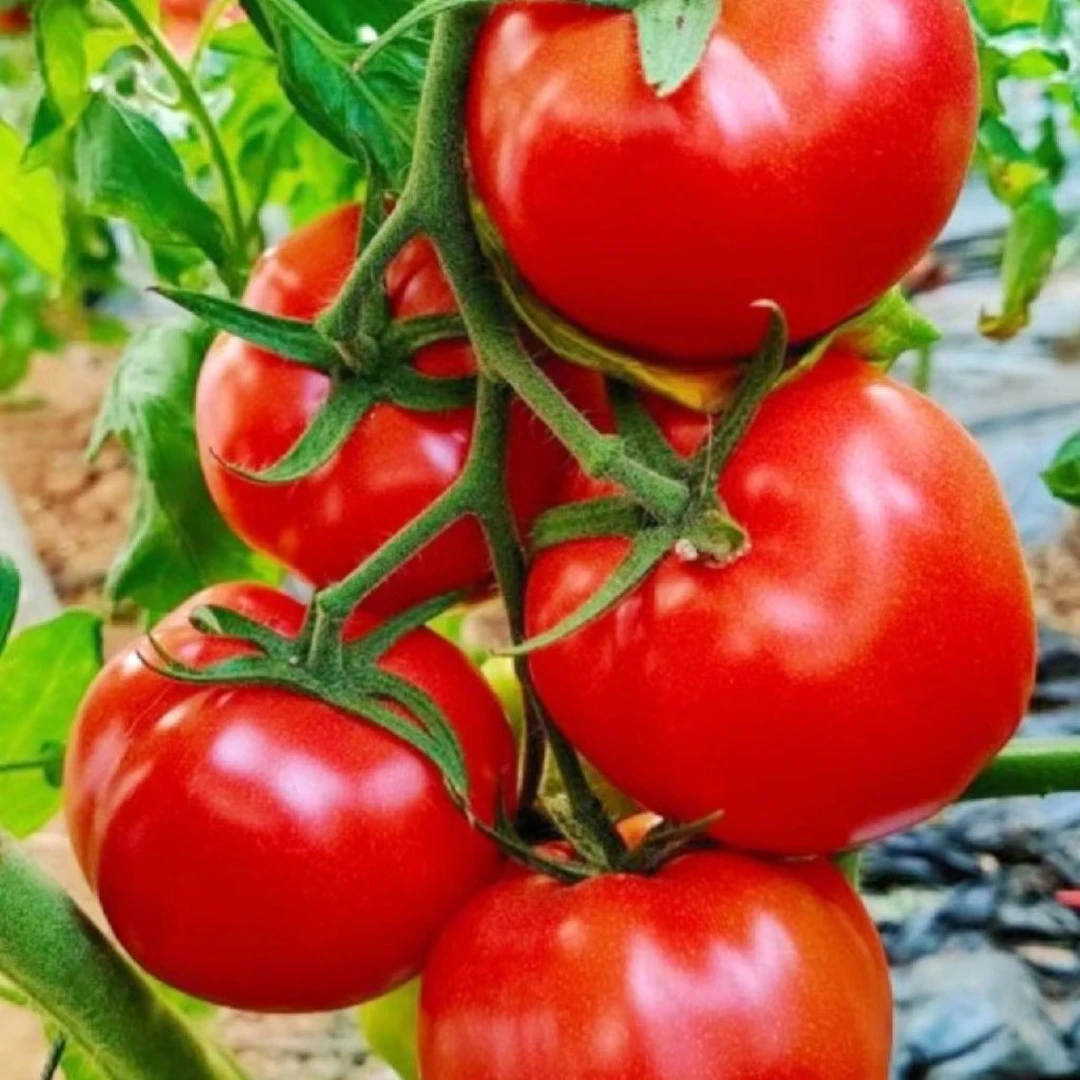 云南沙瓤农家露天种植老品种生吃水果番茄