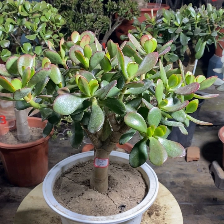 *****韩国紫叶一物一拍