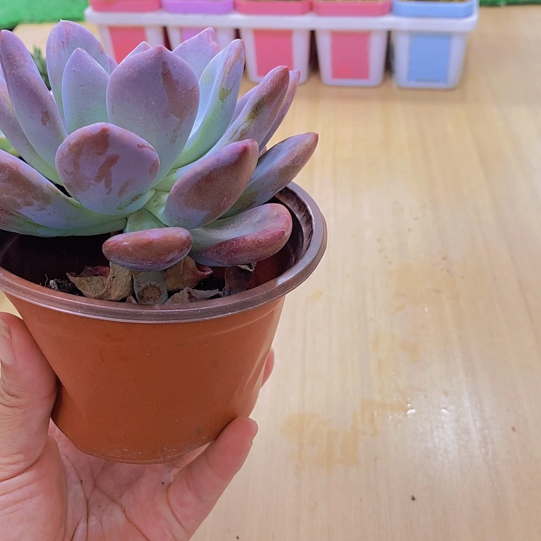 无花朵多肉植物奥普琳娜120