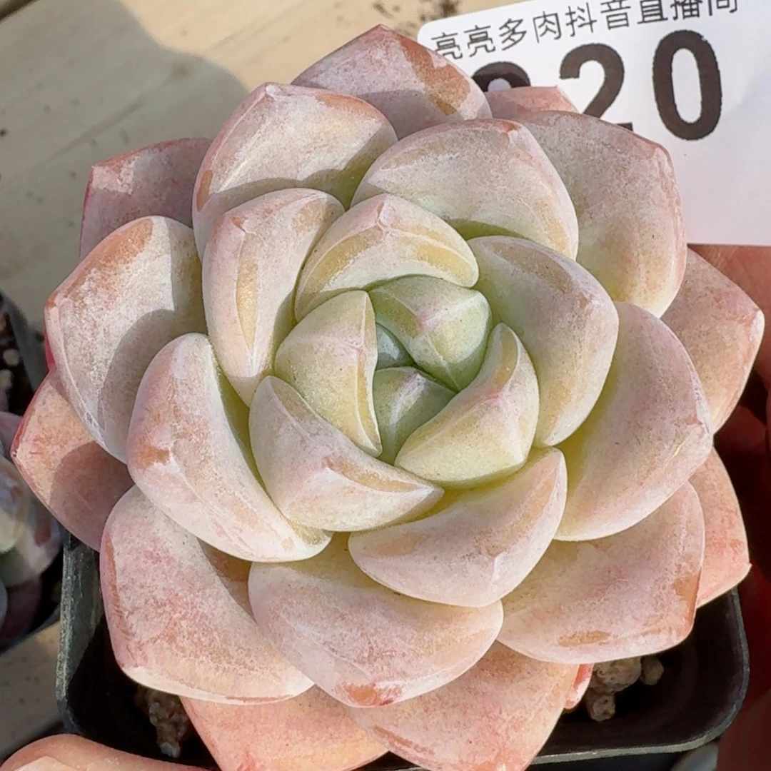 福利         精品多肉