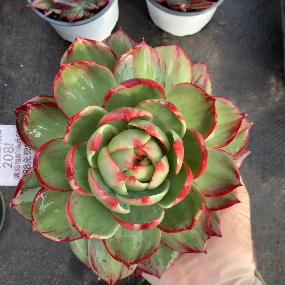 2081号多肉植物惊鸿15