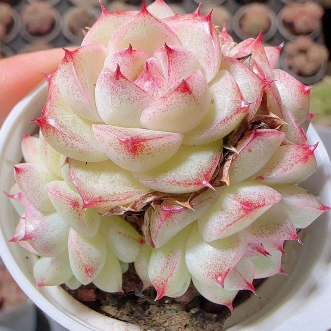 花语多肉1220-98散