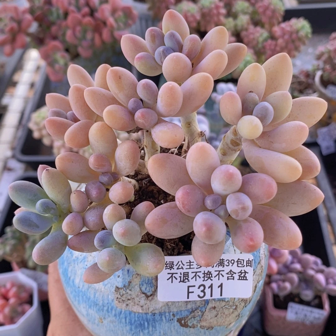 香水手指奶酪9cm311多肉植物