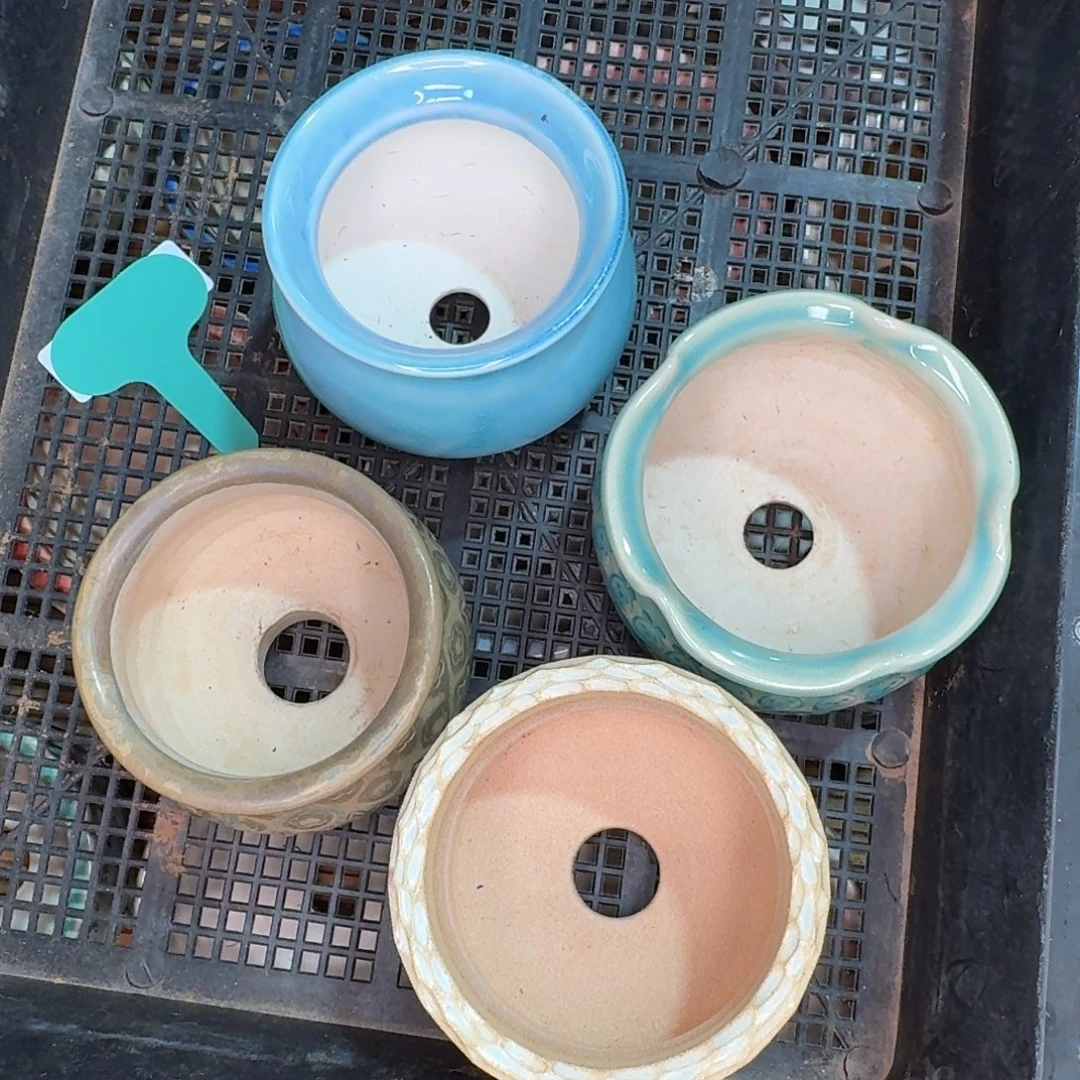 从前慢多肉精选编号1024.91