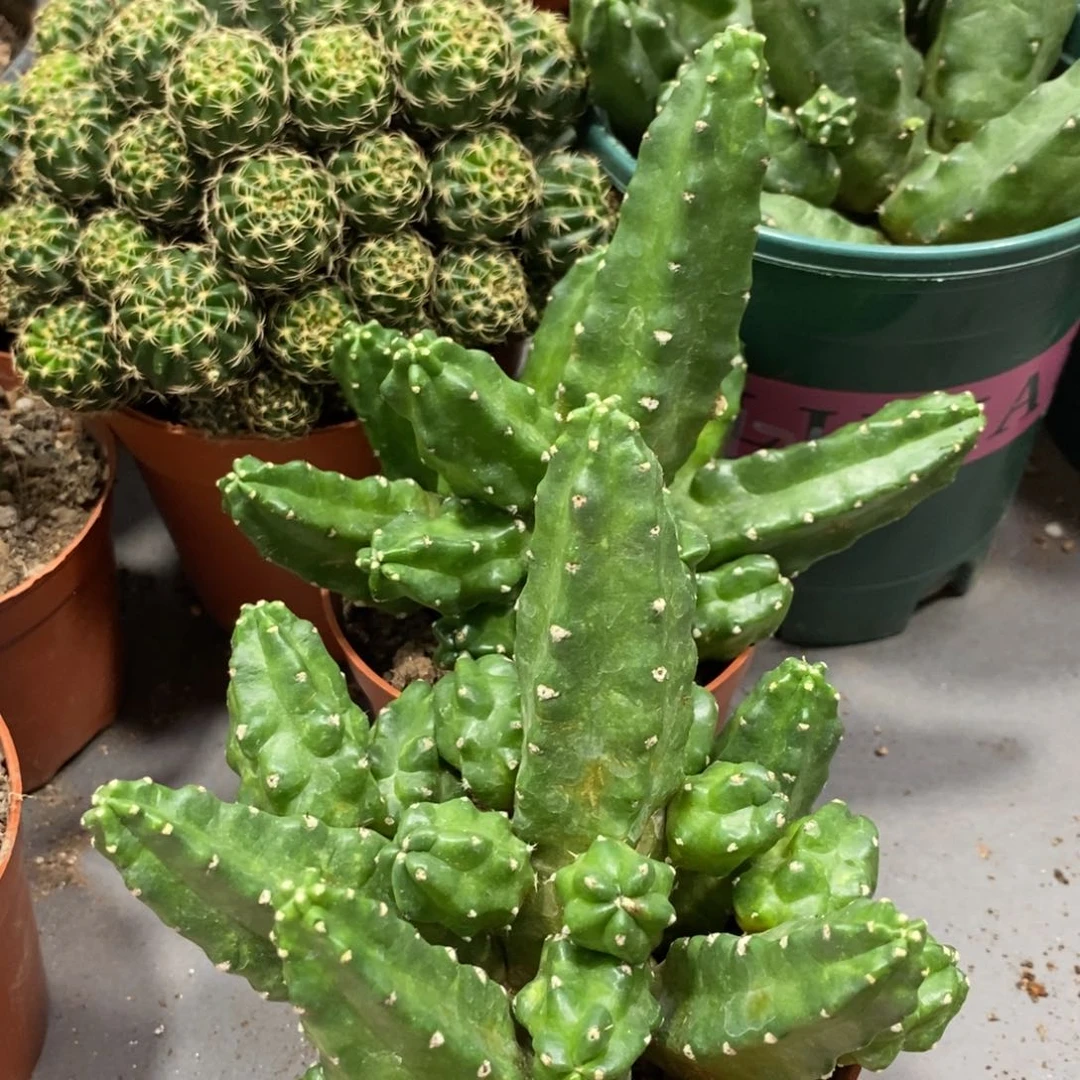 群生红花桃太郎一杯