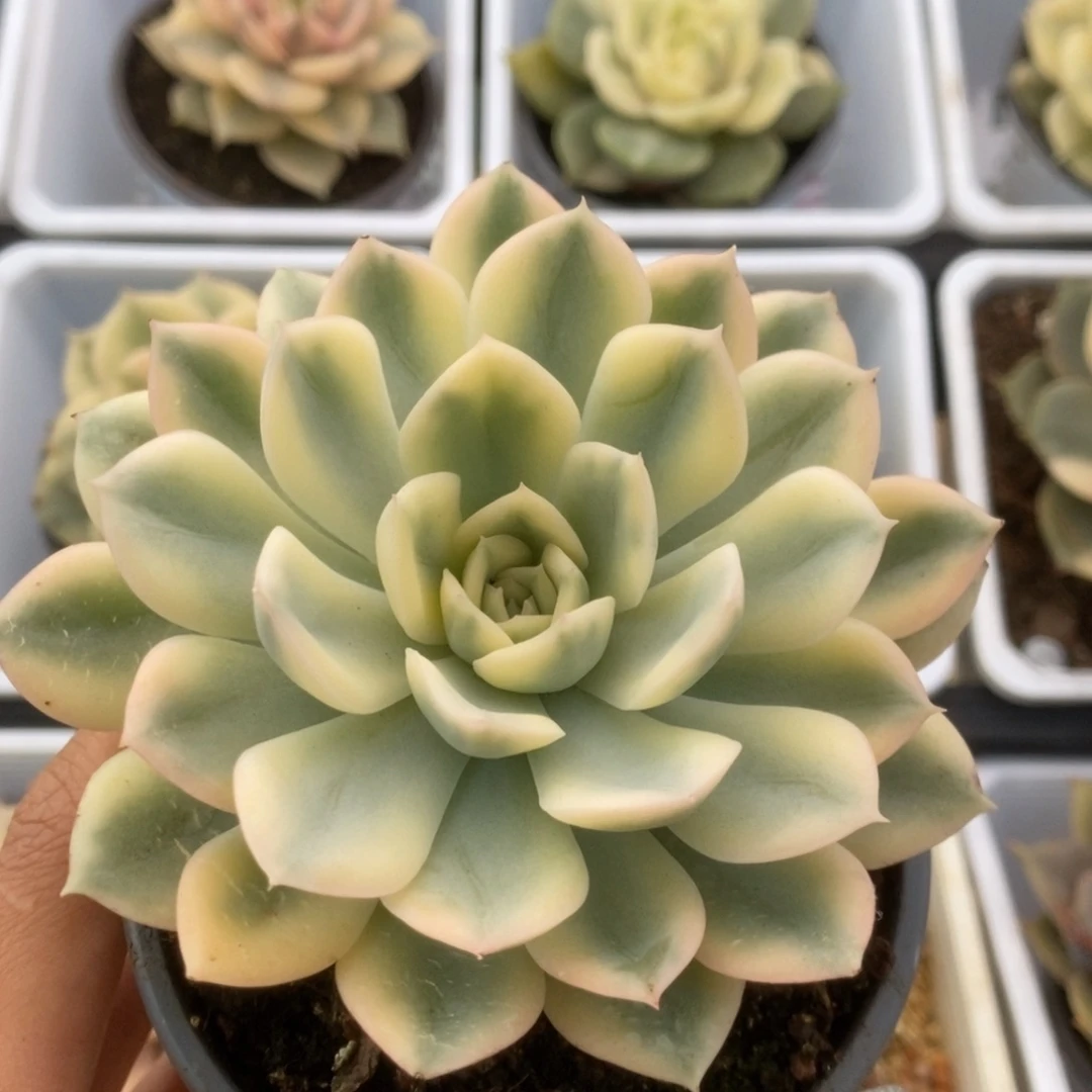 550.月亮仙子锦锦锦锦锦锦