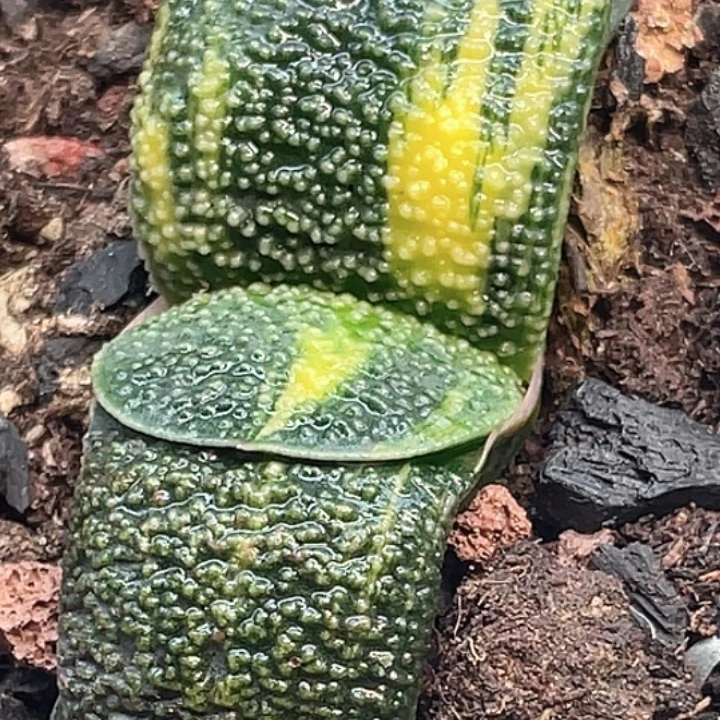 特釉卧牛锦一物一拍3