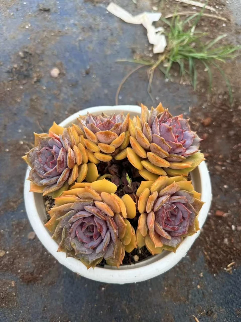 罗兰女王 多肉植物两单包邮