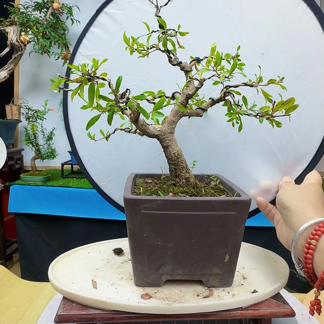 冬***鑫无花朵宫灯石榴都包邮