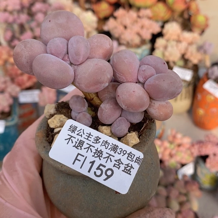 芭比奶洛7cm159多肉植物