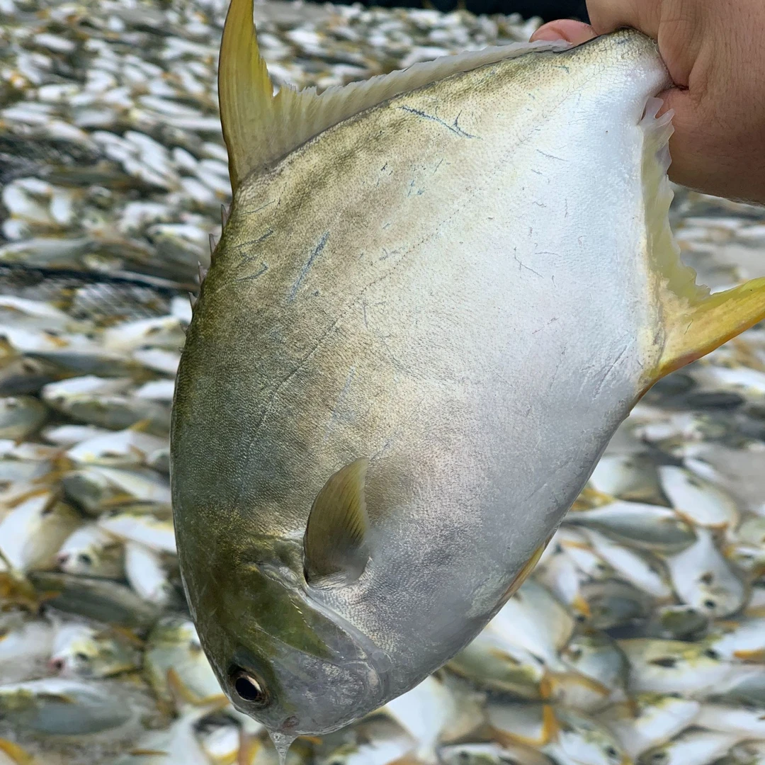 (7条装)深海金鲳鱼300g-400g/条 广东海鱼鲜活速冻非活发不杀