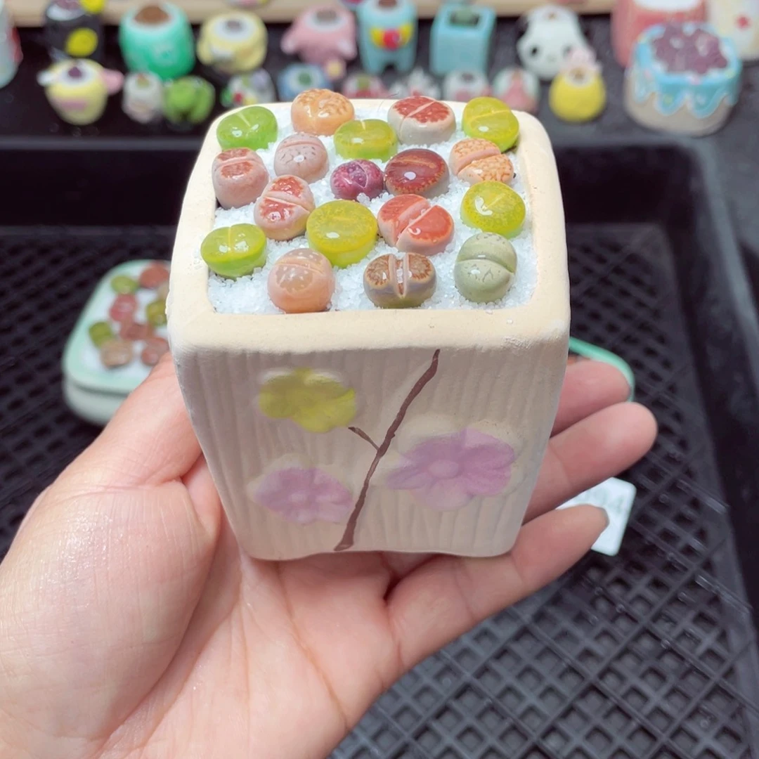 w5095 带盆土发货-零下地区拍保温箱