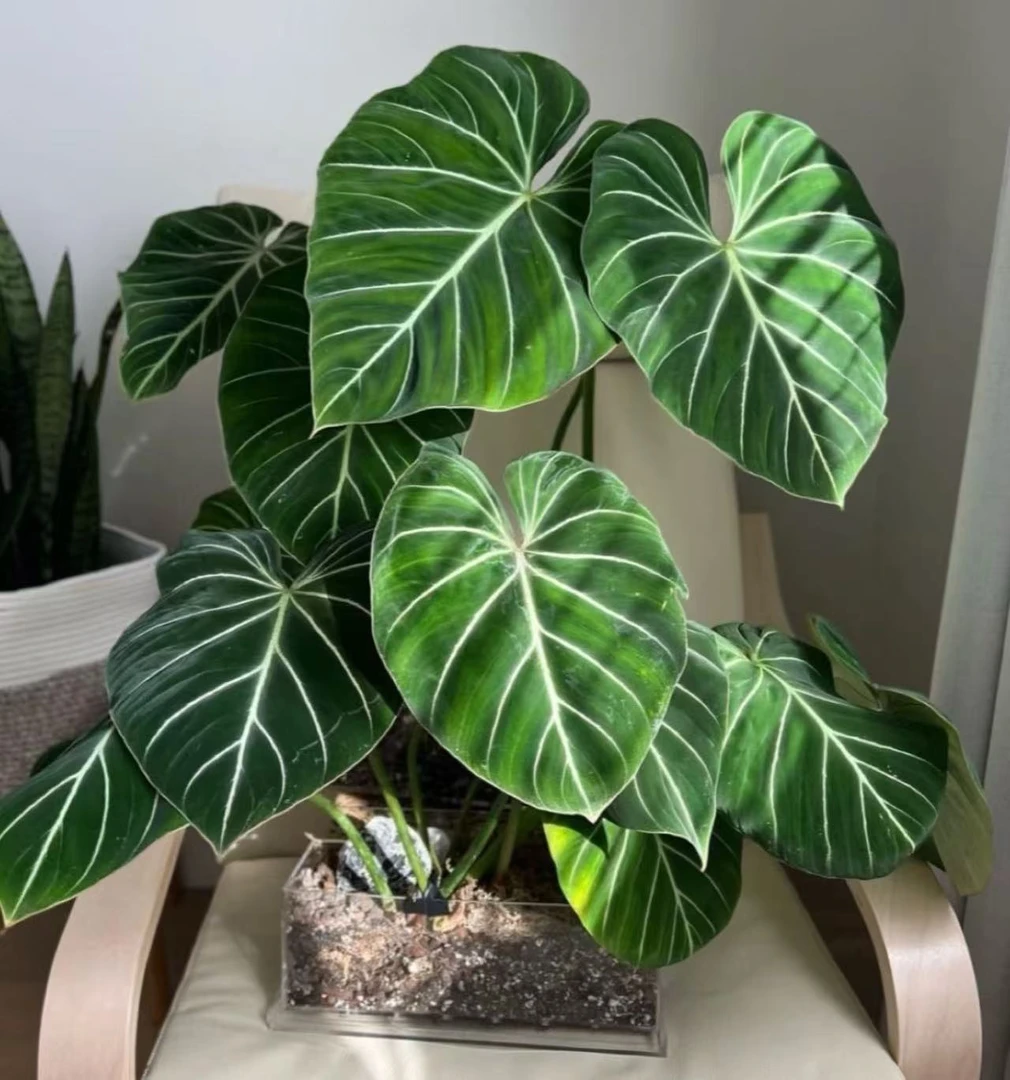 【大颗！！明脉蔓绿绒】原盆原土室内好养创意观叶绿植