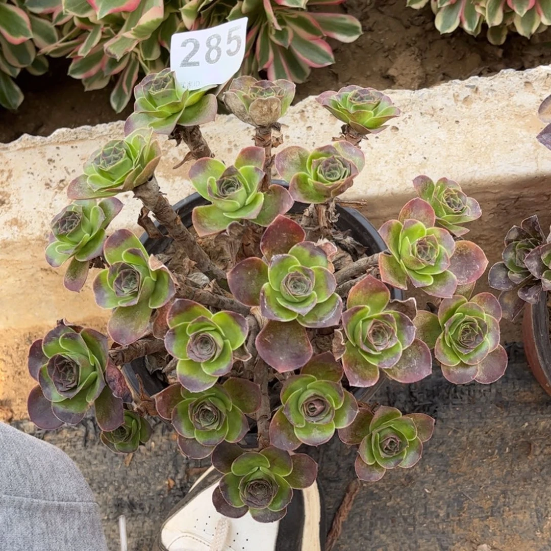 魅金玫瑰285不包断枝