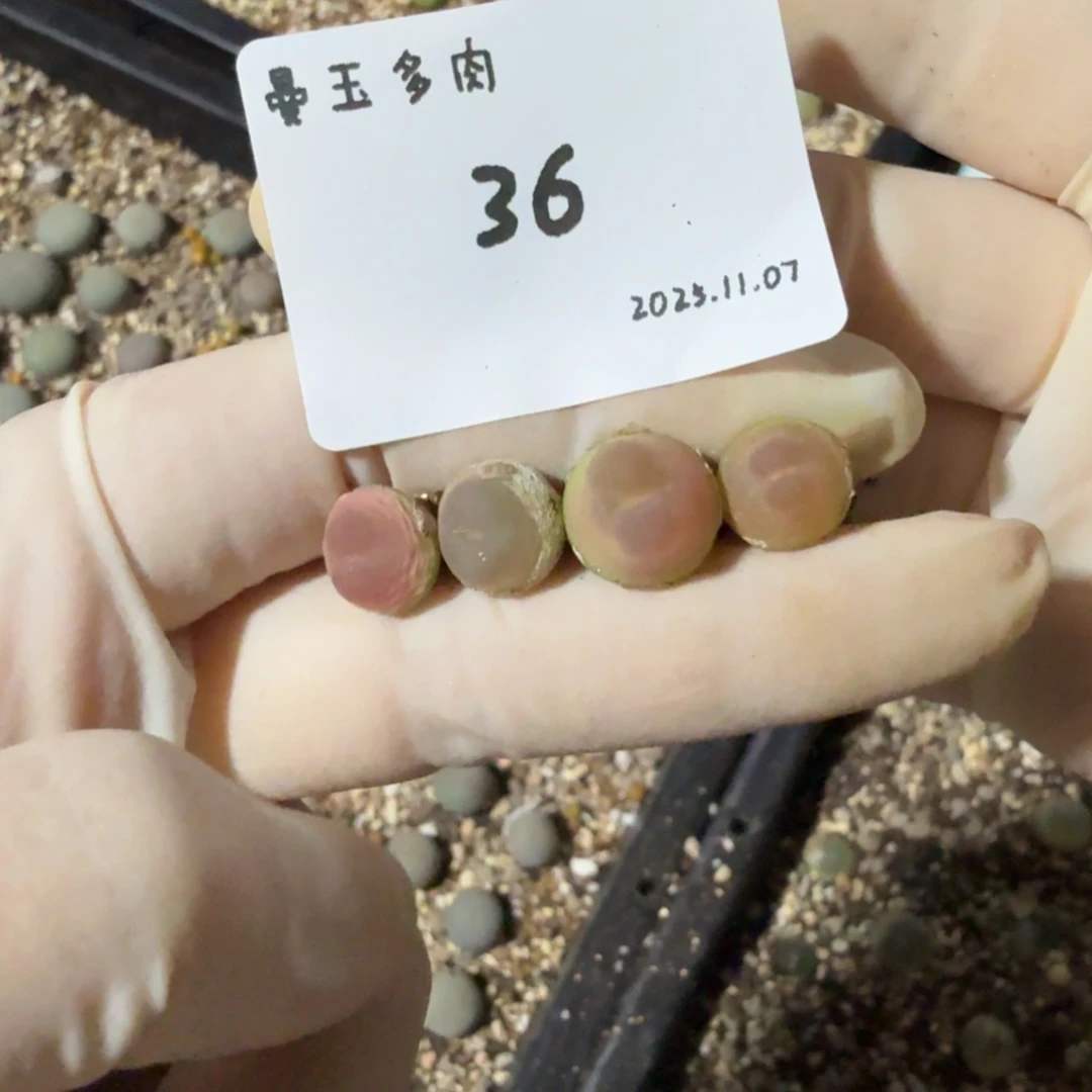 辣***桃多肉多肉多肉11.7-036
