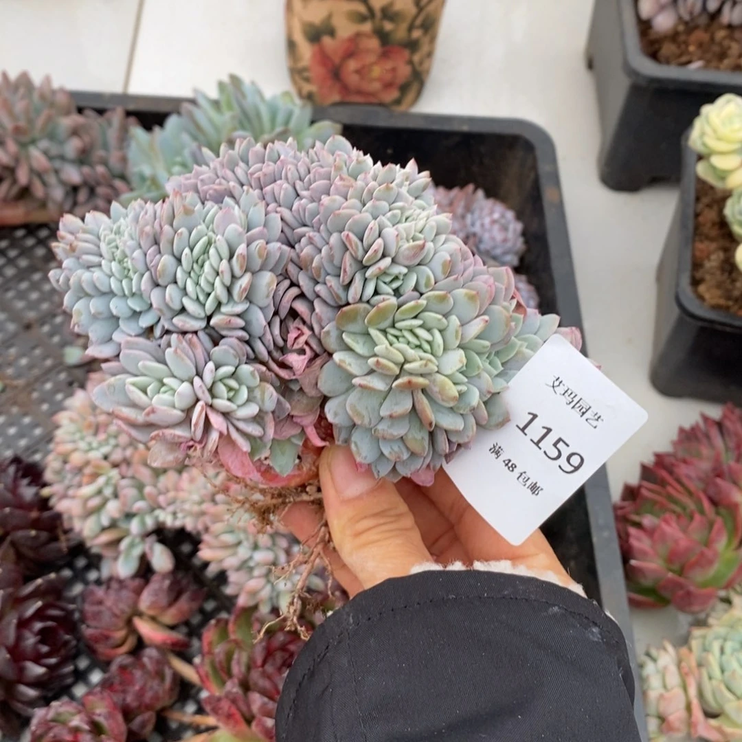 海棠花缀化多肉多肉1159