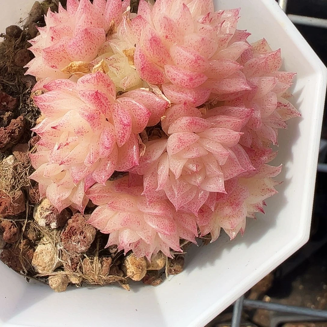 ㋛***儿张脑丸专拍麦秆小脸