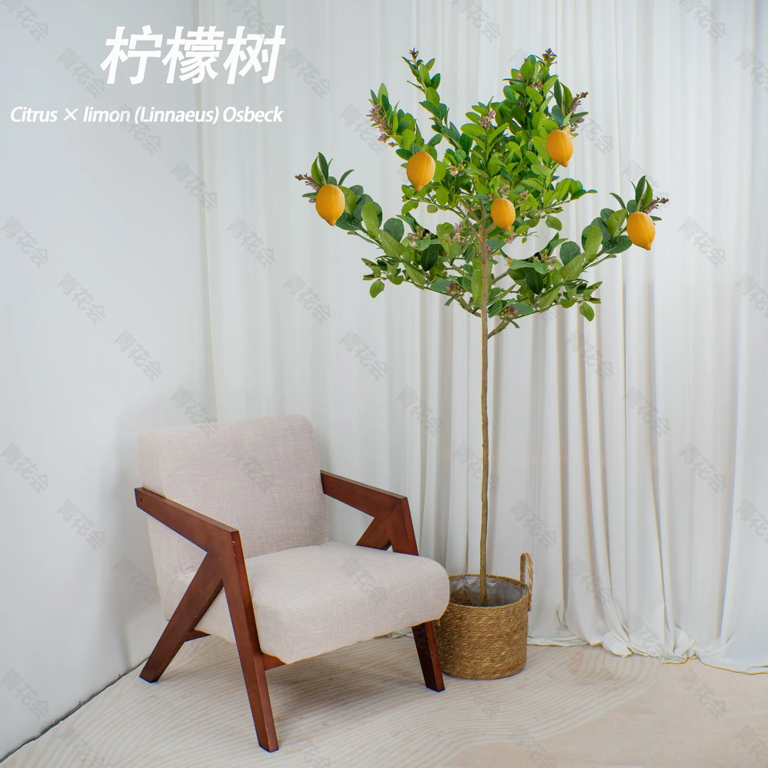 1.7-1.8M香水柠檬树带花庭院室内家居新手好养盆栽阳台庭院