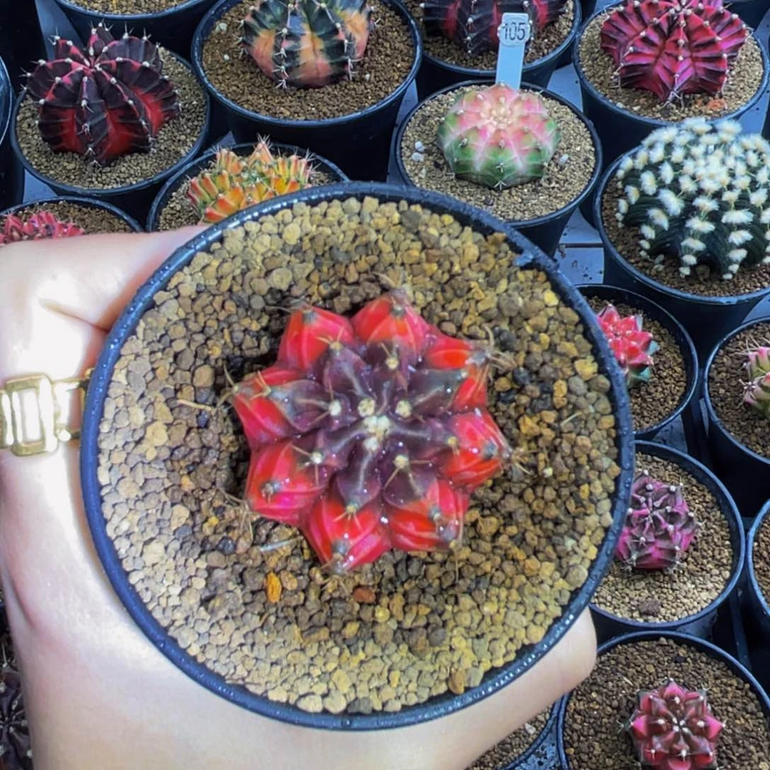 米哈星球00000000000369