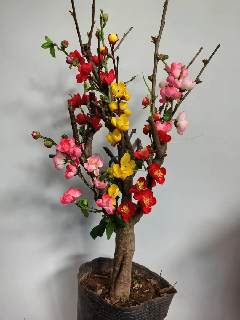 精品变色龙复色海棠高端花卉花卉绿植盆栽盆景客厅阳台摆放彩玉