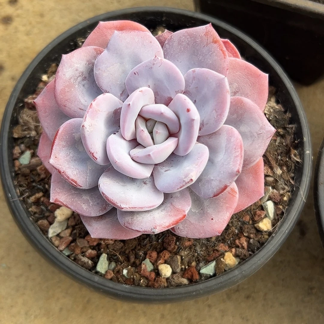 奶茶粗桩一物一拍