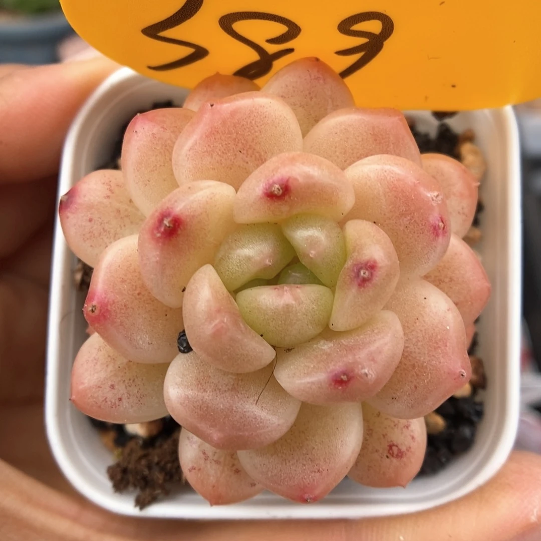 珍妮可拍389号。