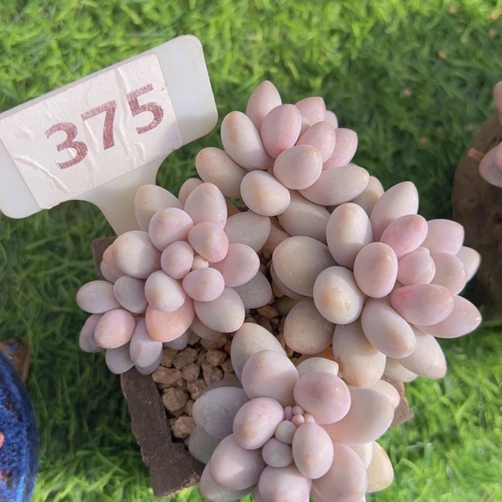 健健康康平平安安