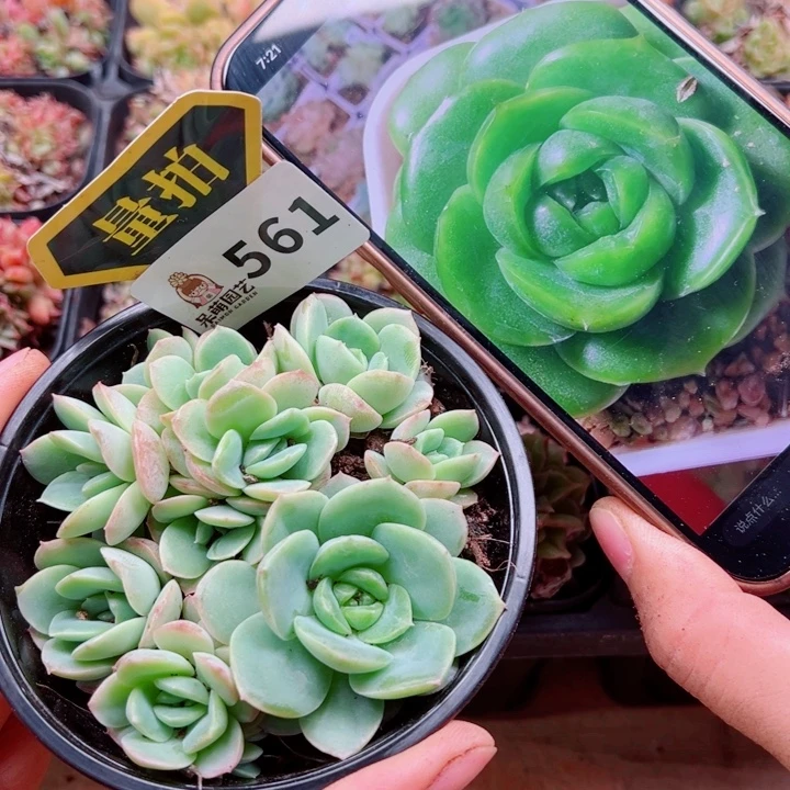 多肉植物多肉植物