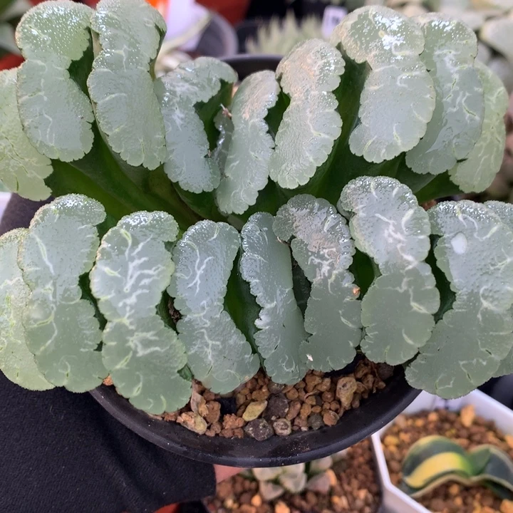 实生玉扇，带盆发货