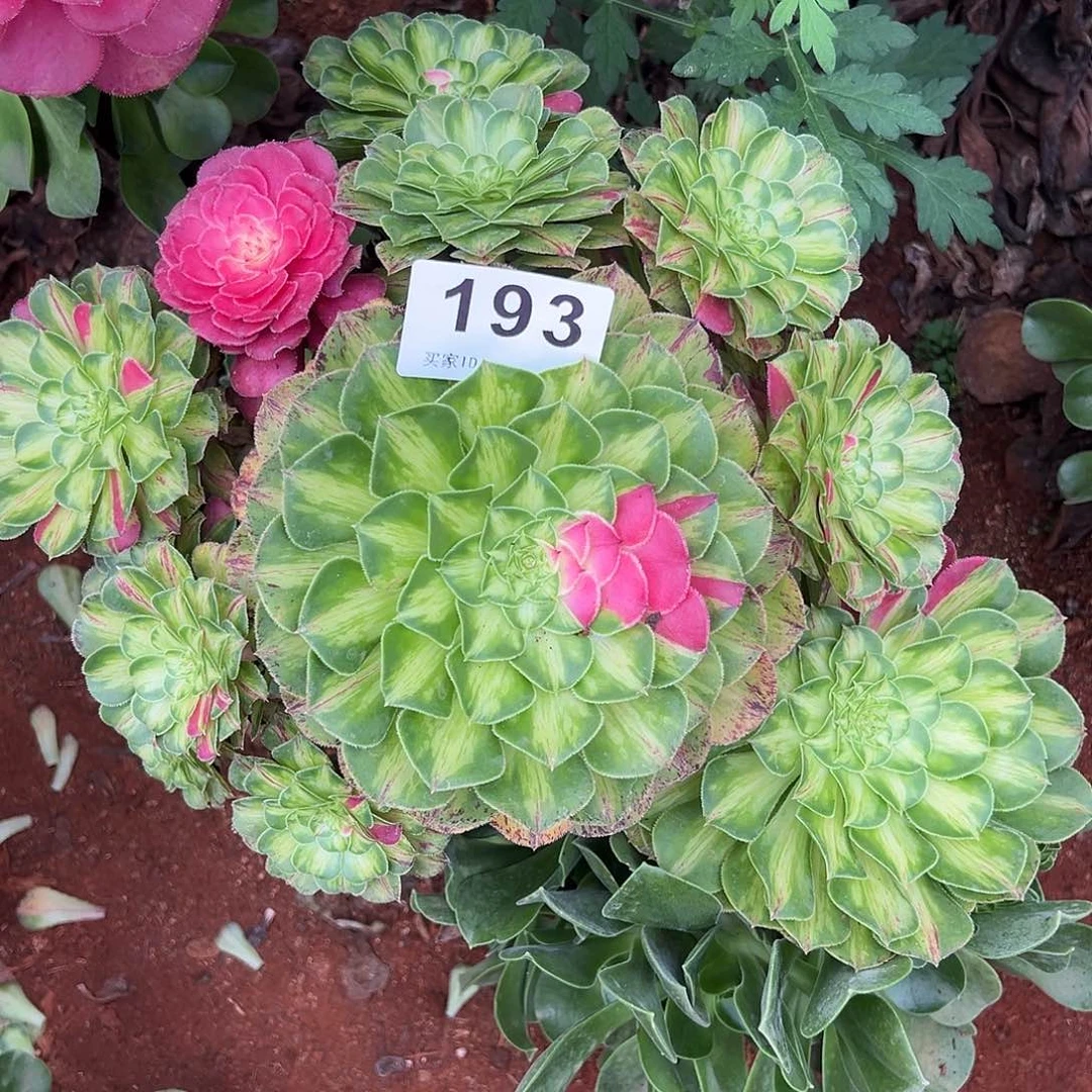精品多肉植物193知否