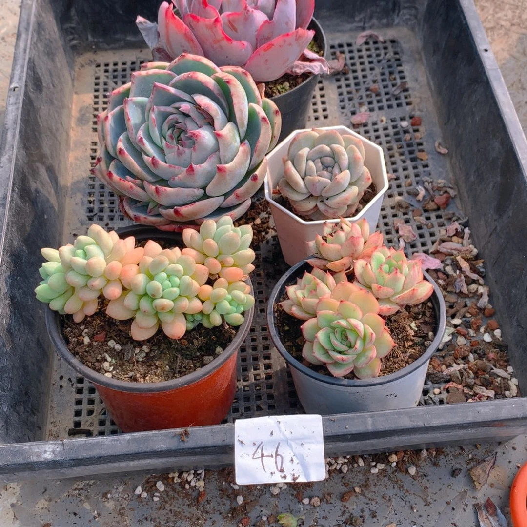 框拍福利品多肉46