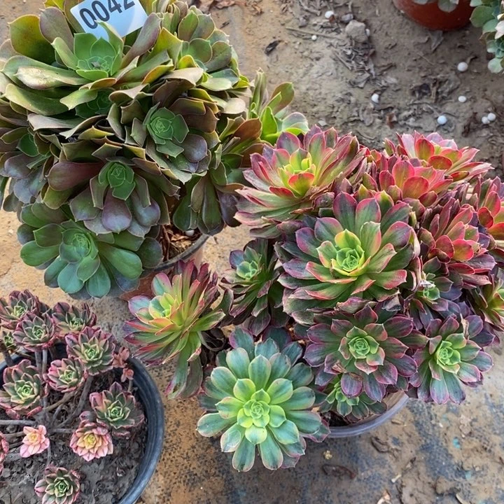 0042三颗法师多肉