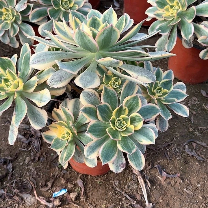 多肉植物法师灿烂8