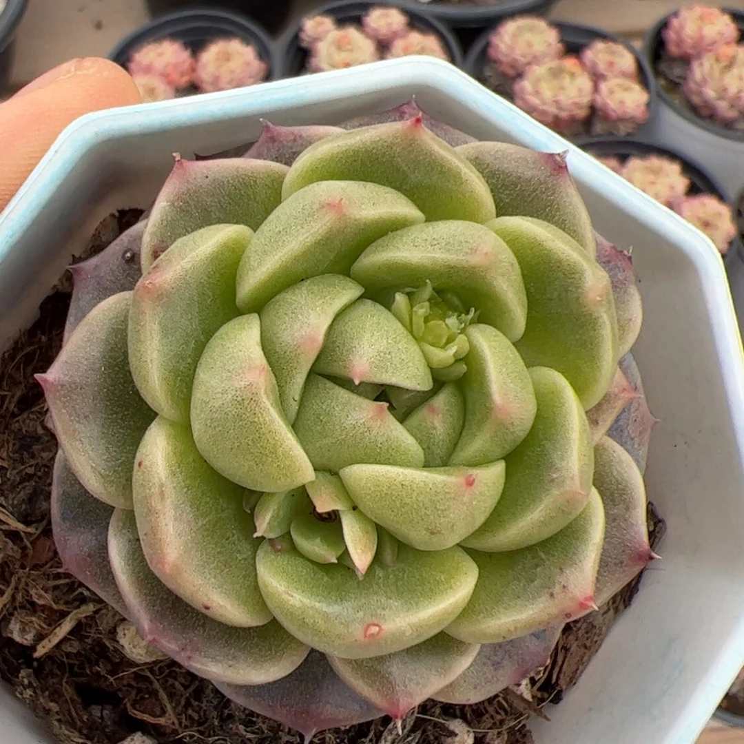 微603 多肉植物组合