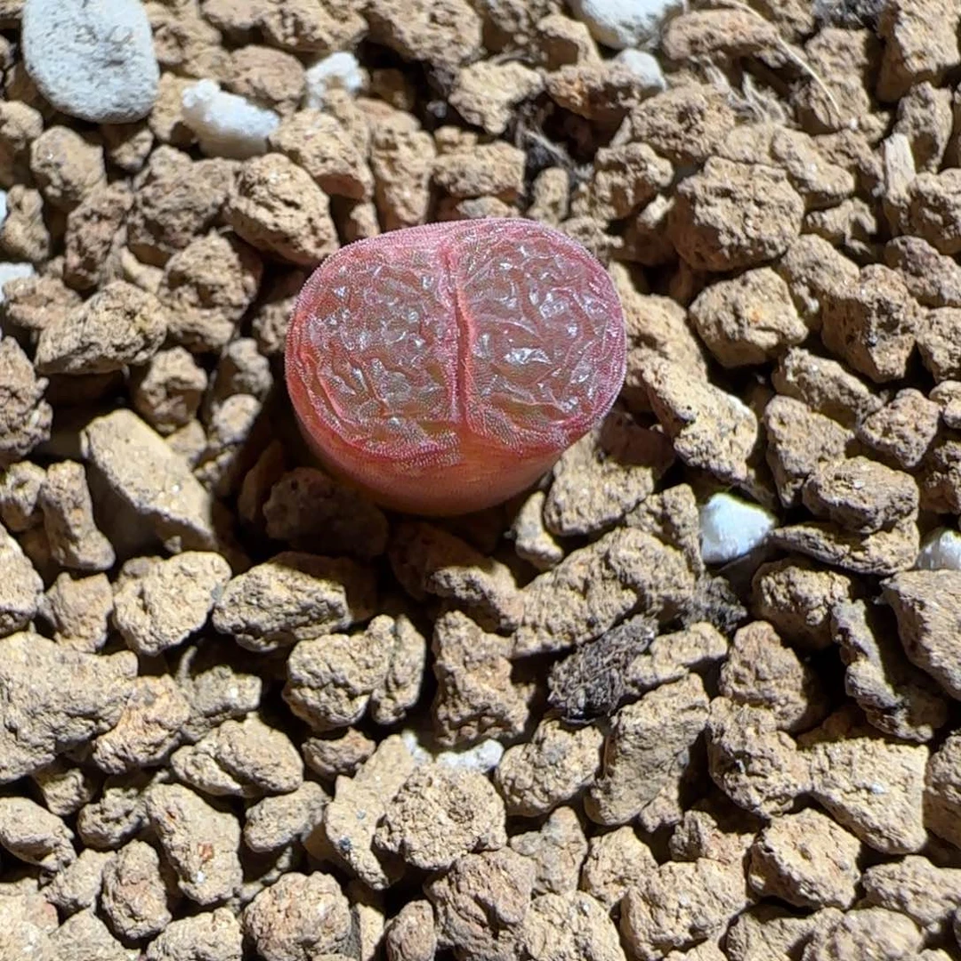 肉锥多肉植物组合-恩东1315