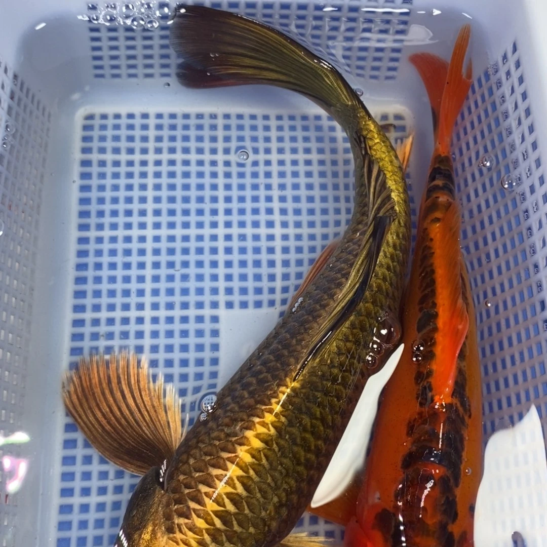 锦鲤冷水锦鲤包邮