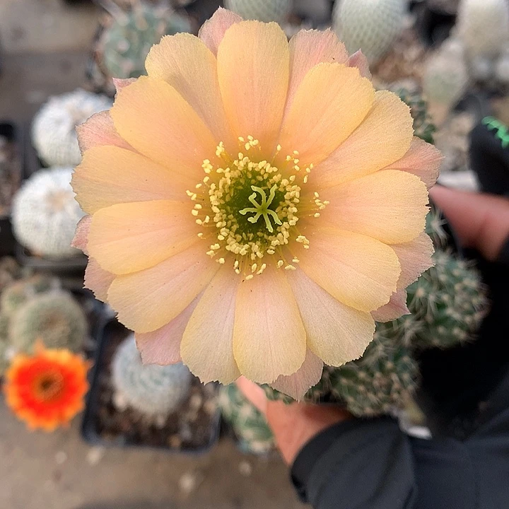 484 实生丽花7厘米