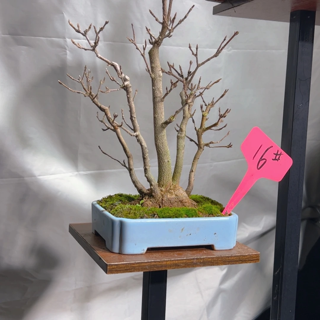 不***啊无花朵枫树……枫树