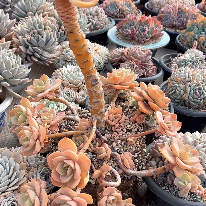 滚*961/////////////: