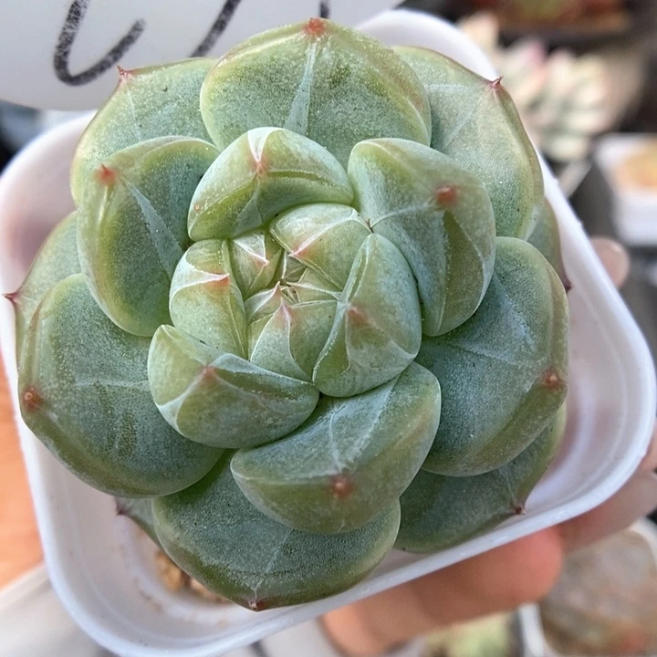 暗纹珍妮可拍237号。