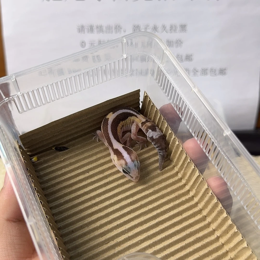 肥尾守宫直线祖鲁 妹妹